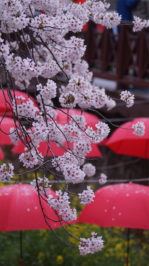 170321_cherry blossom15_in.jpg